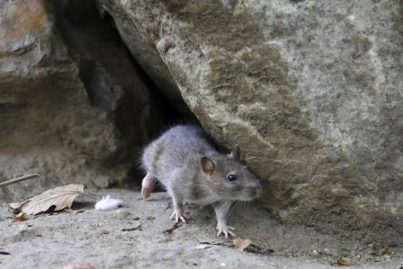 'Perfect rat storm': Ontario cities seek ways to fight increasingly visible rats