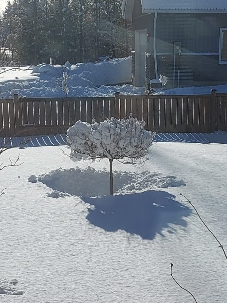 Photo Of The Day - Monday December 2nd, 2024 | windsoriteDOTca News