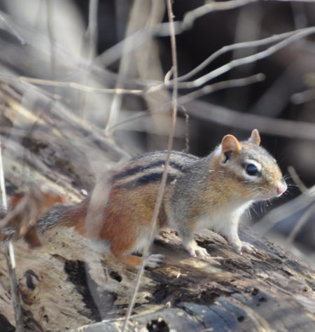 Photo Of The Day - Tuesday December 31st, 2024 | windsoriteDOTca News