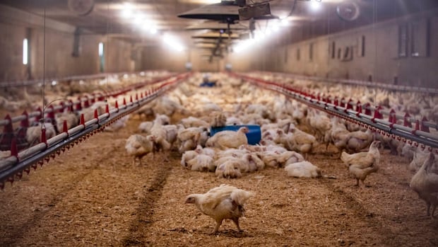 7 southwestern Ontario poultry farms in quarantine after avian flu outbreak 7 southwestern Ontario poultry farms in quarantine after avian flu outbreak