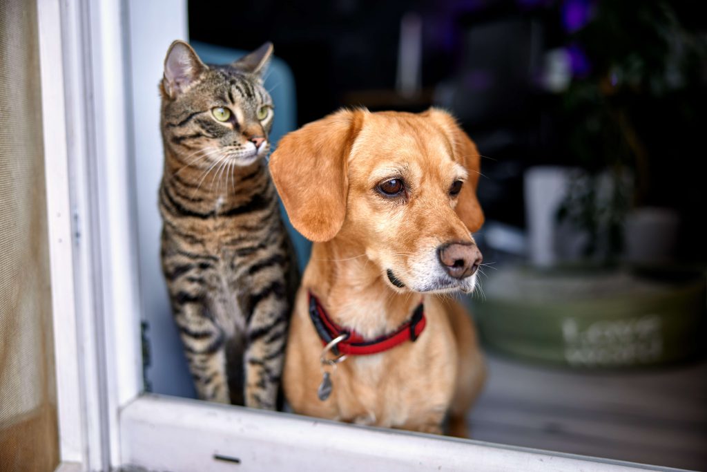 Sarnia to research rising canine and cat limits Sarnia to investigate increasing dog and cat limits