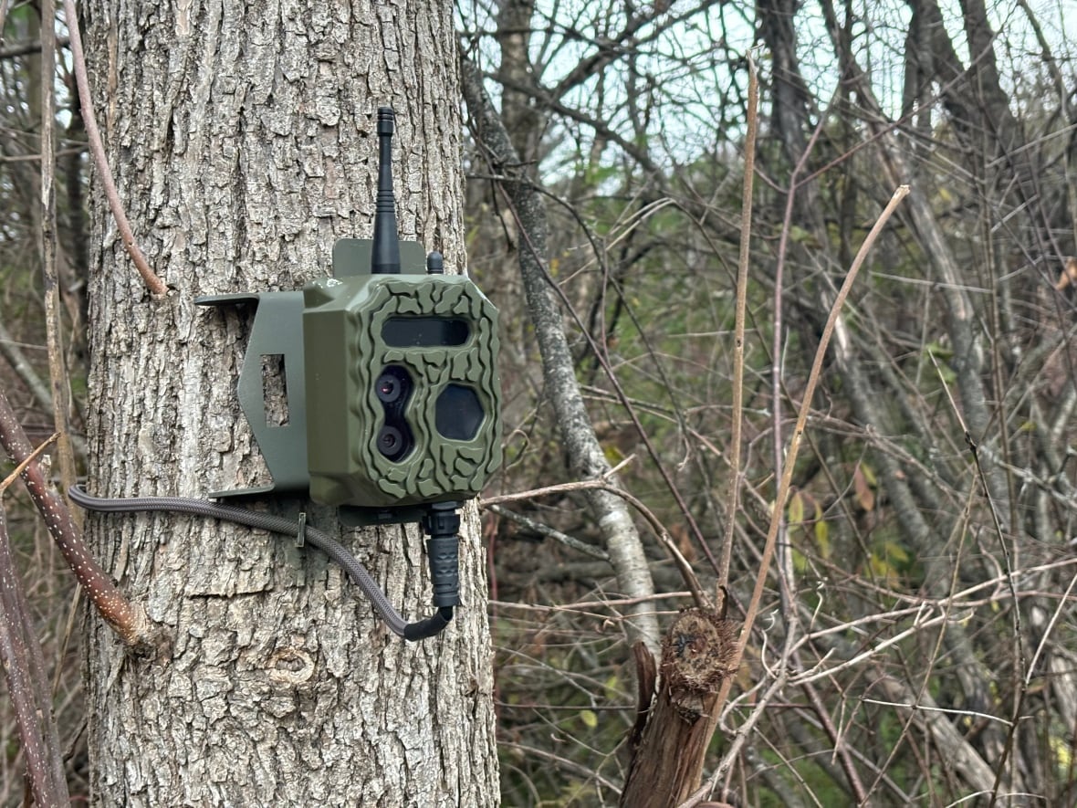 close up of camera on tree
