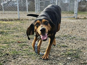 Lacey the hound in the OSPCA outdoor run in Pembroke