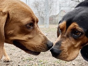 Sandy and Lacey, two dogs nose to nose