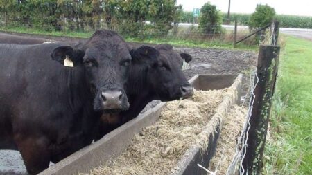 New Community Pasture Set for 2026 Launch