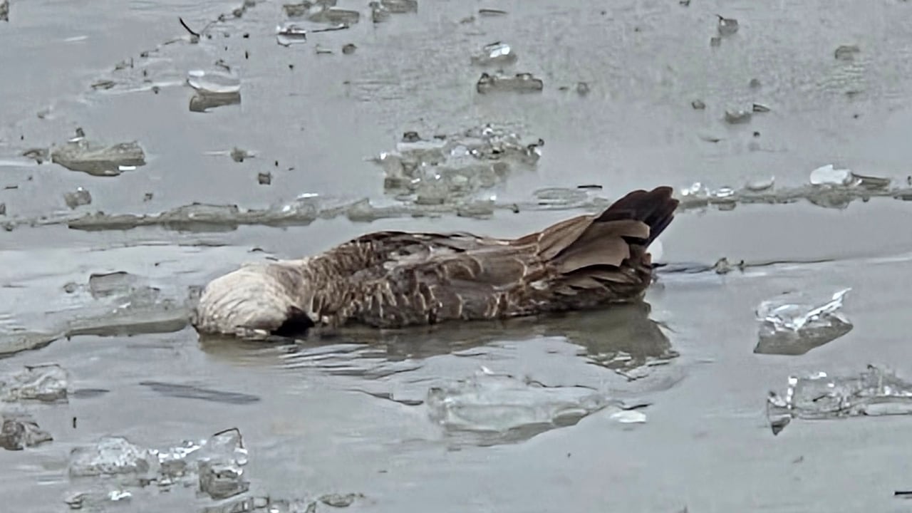 dead geese Whitby Harbour