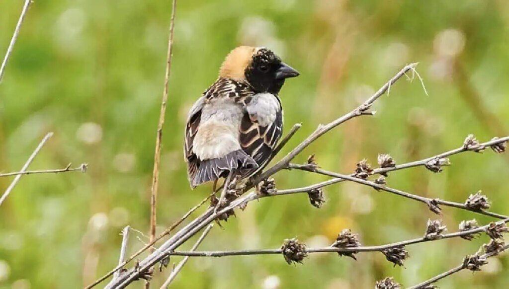 Bobolink Finds Sanctuary in Mississauga’s New Conservation Area