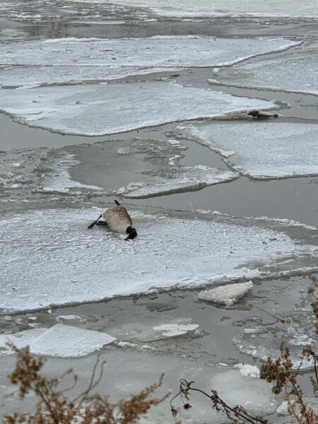 Avian Influenza Detected in Geese Along Whitby Shoreline