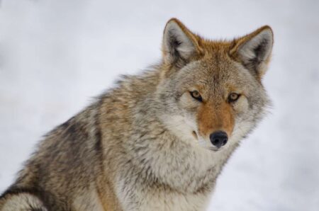 Coyotes Active as Mating Season Begins
