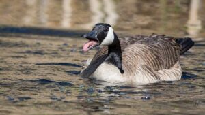 Outbreaks of Avian Flu Impact Canada Geese in Ontario