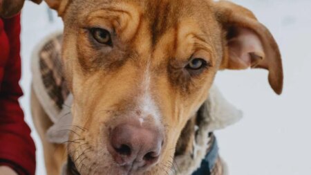 Winter Care Tips for Your Pets from Ontario SPCA