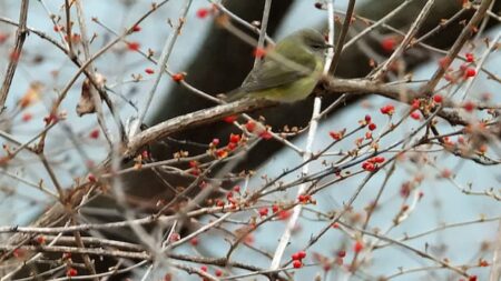 Uncommon Orange-Crowned Warbler Spotted in Hamilton