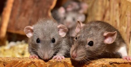 Oshawa Named Among Canada’s Most Rodent-Infested Cities