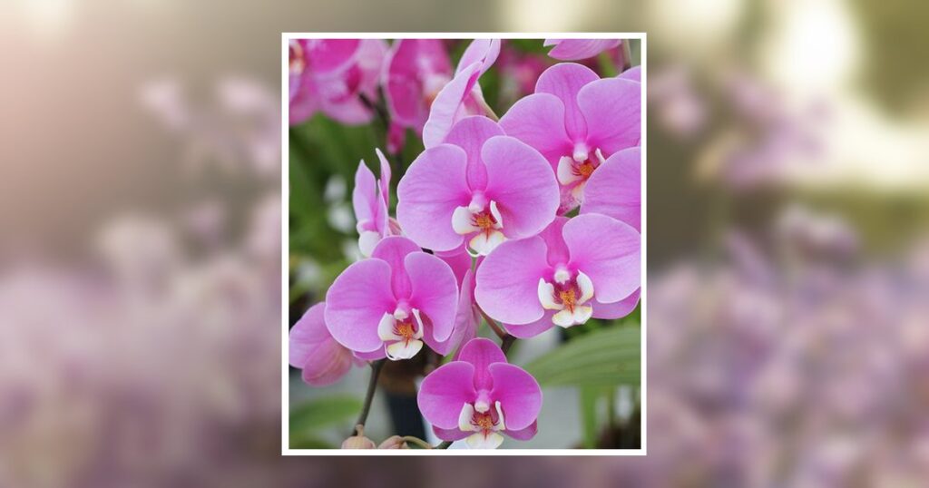 Violet Hurley, 100, Passes Away