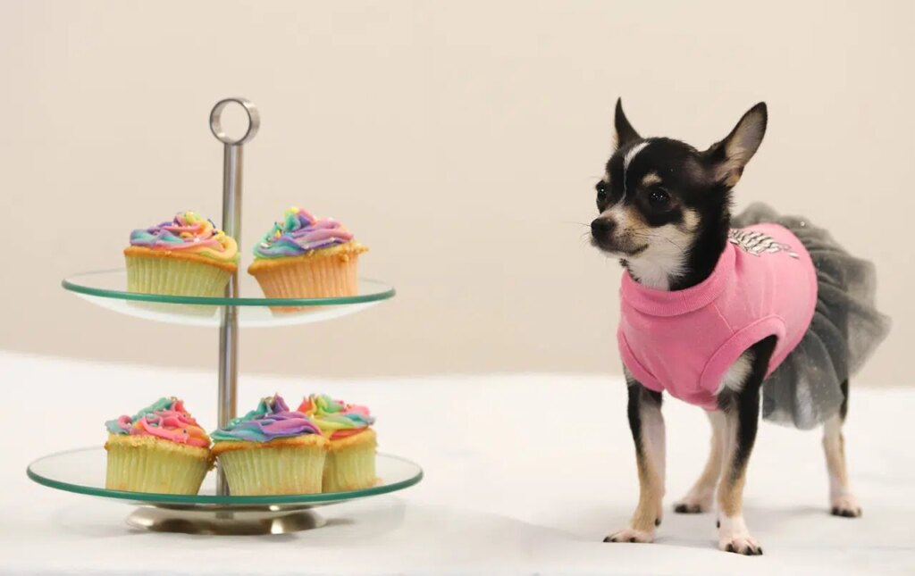 Cupcake Day is Back to Support SPCA in Renfrew County
