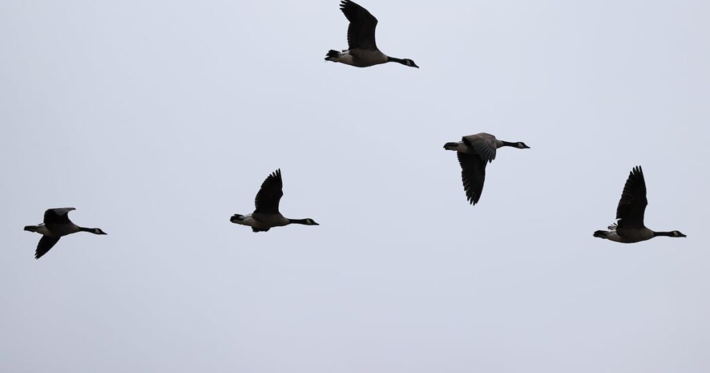 Dead Geese Found at Whitby Marina