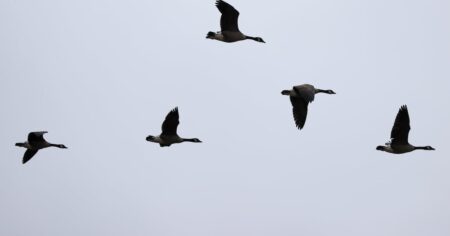 Dead Geese Found at Whitby Marina