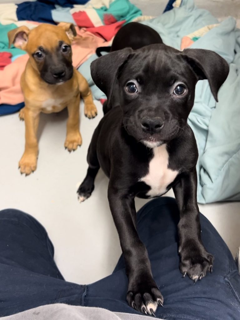 puppies 2 e1768574129591