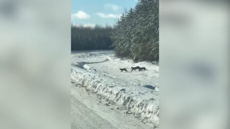 Lynx Family Spotted Crossing Road in Ontario