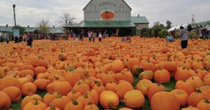 Discover Ontario’s Must-See Fall Fairs and Festivals