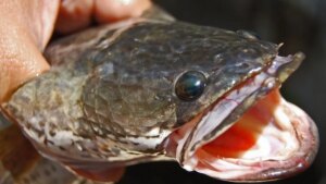 Canadian Man Fined for Illegal Fish Trade