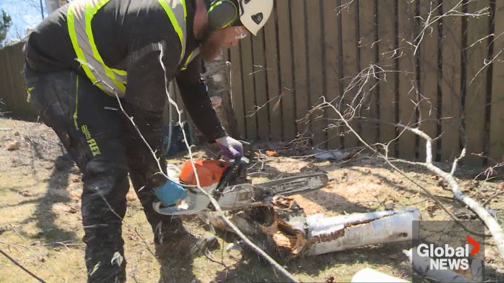 Click to play video: '‘It could take years:’ Researchers, wood exporters still tallying damage caused by Ontario ice storm'