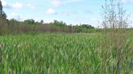 Local Activist Honored for Wetland Conservation Efforts
