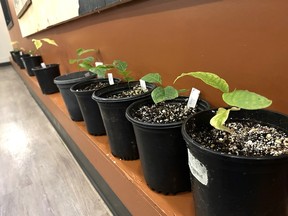 Plant seedlings on a shelf