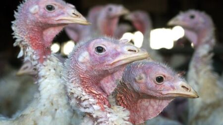 Ontario Turkey Farms Face Avian Flu Challenges