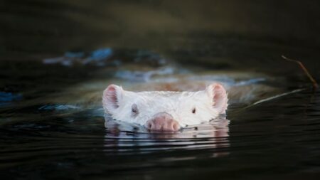 Unique White Beaver Spotted Near Ottawa