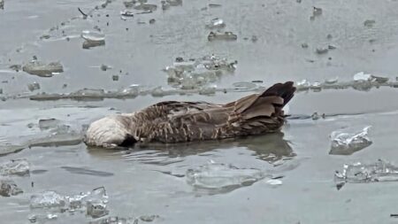 Dead Canada Geese Discovered at Whitby Harbour