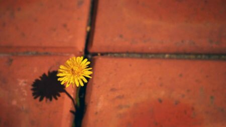 Finding a Glimmer of Hope