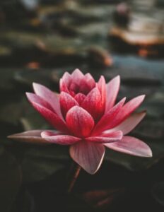 Remembering Joanne Dodsworth