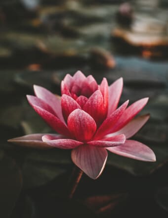 Remembering Joanne Dodsworth