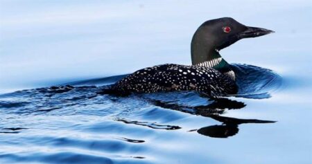 Lake Simcoe Faces Serious Environmental Challenges