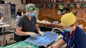 Ontario SPCA Mobile Clinic returns to Renfrew County for spring spay/neuter services