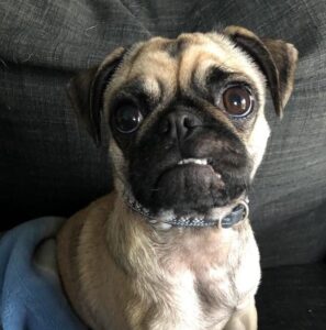 Donation of ,350 to Renfrew Animal Centre