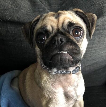 Donation of ,350 to Renfrew Animal Centre