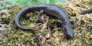 Ontario city shuts down busy road to protect endangered amphibian
