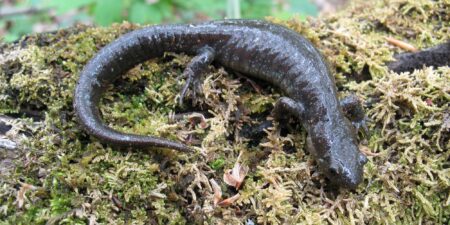Burlington Closes Road for Salamander Migration