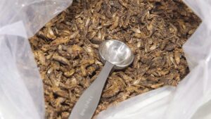 Major Challenges for Ottawa’s Cricket Farm