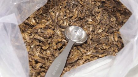 Major Challenges for Ottawa’s Cricket Farm Major Challenges for Ottawa’s Cricket Farm