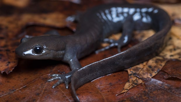 Burlington Closes King Road to Help Salamander Migration Burlington Closes King Road to Help Salamander Migration
