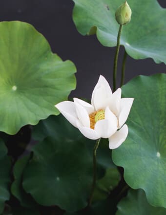 Remembering Trudy Schroeder