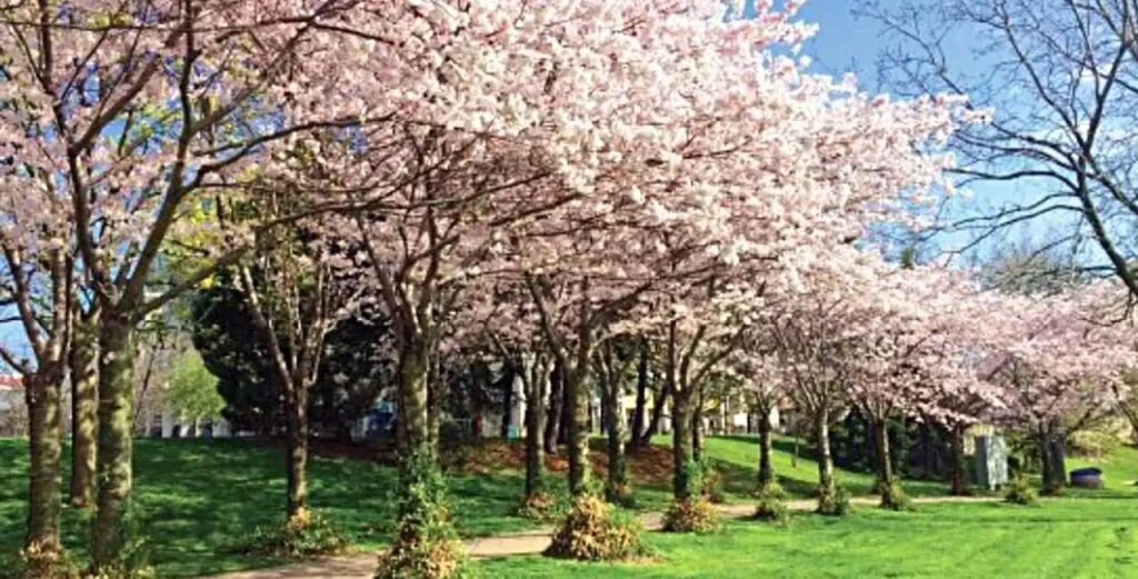 Burlington’s Cherry Blossom Season is Here