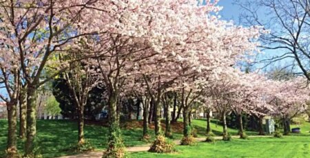 Burlington’s Cherry Blossom Season is Here