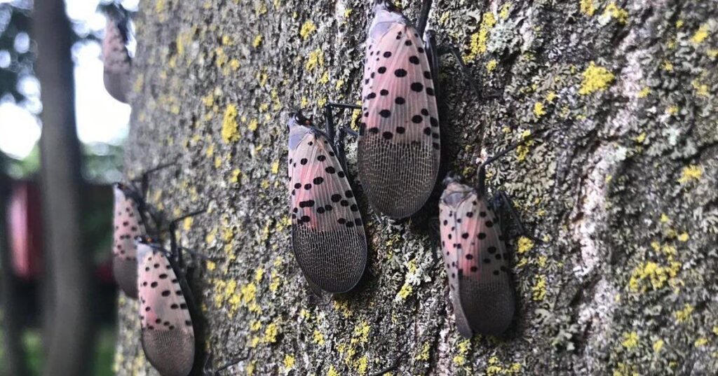 New Insect Threats Emerge in Ontario