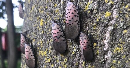 New Insect Threats Emerge in Ontario