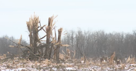 Community Calls for End to Tree Cutting in Kingston