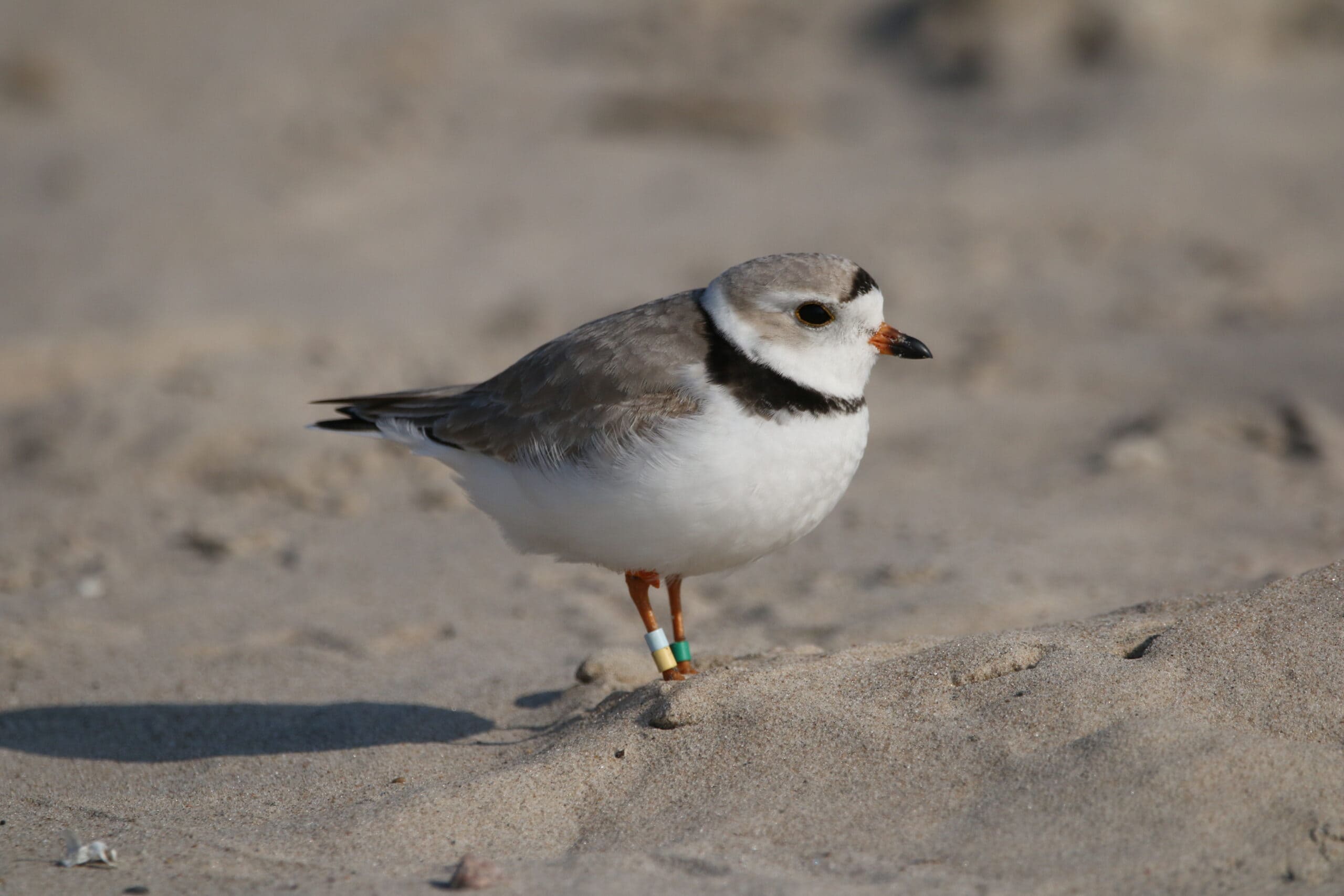 A closeup of a piping plover standing on a sandy beach.